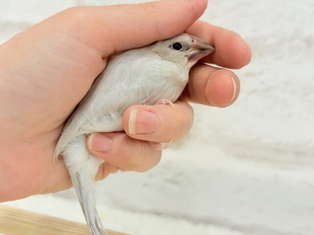 シルバー文鳥