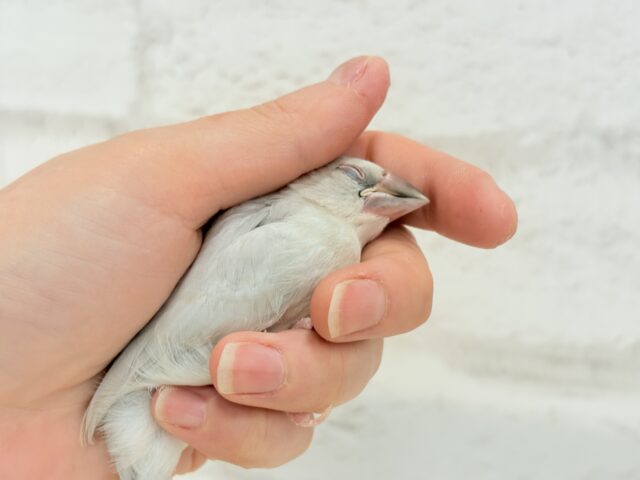 【最新画像更新🪄】色合いの変化が楽しみすぎる♬*°シルバー文鳥 ヒナ シルバー文鳥