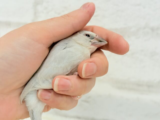シルバー文鳥