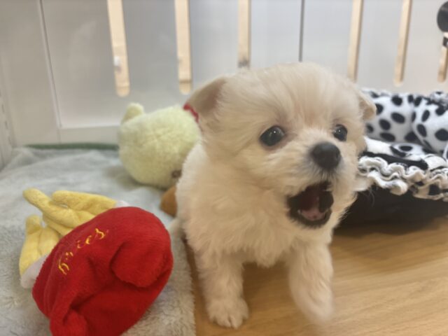 チワプー