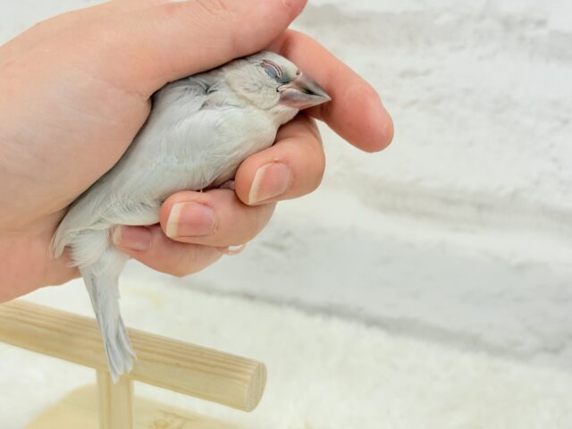 シルバー文鳥