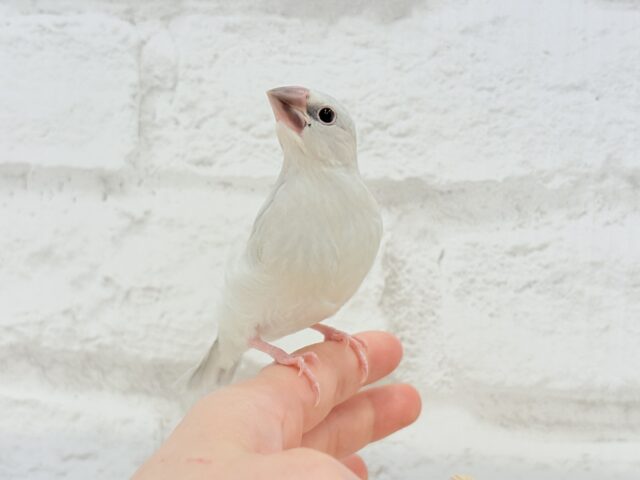 【最新画像更新🪄】色合いの変化が楽しみすぎる♬*°シルバー文鳥 ヒナ シルバー文鳥