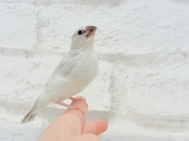 【最新画像更新🪄】色合いの変化が楽しみすぎる♬*°シルバー文鳥 ヒナ シルバー文鳥