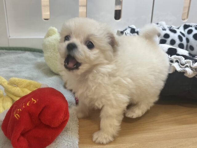 チワプー