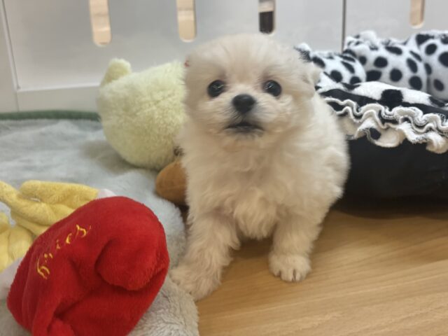チワプー