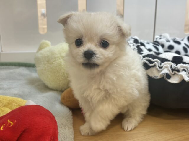 チワプー