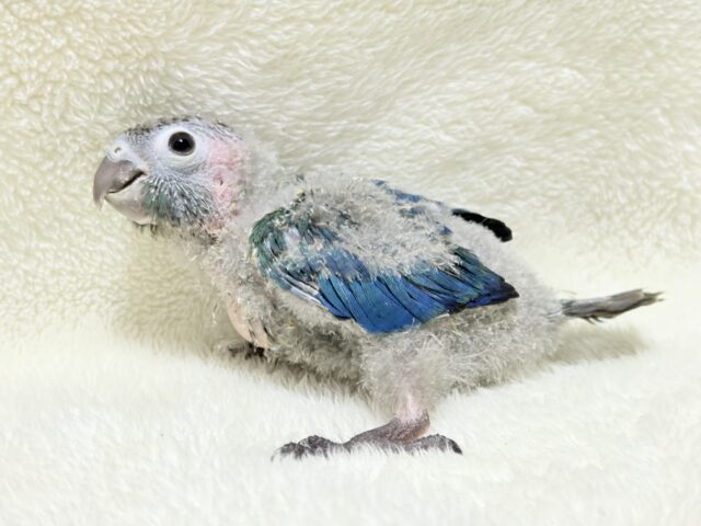 【最新画像・動画更新🪄】ツヤツヤキラキラ✨宝石みたいなわた毛ちゃん🐣💎💫ウロコインコ(バイオレット) ヒナ ホオミドリウロコインコ