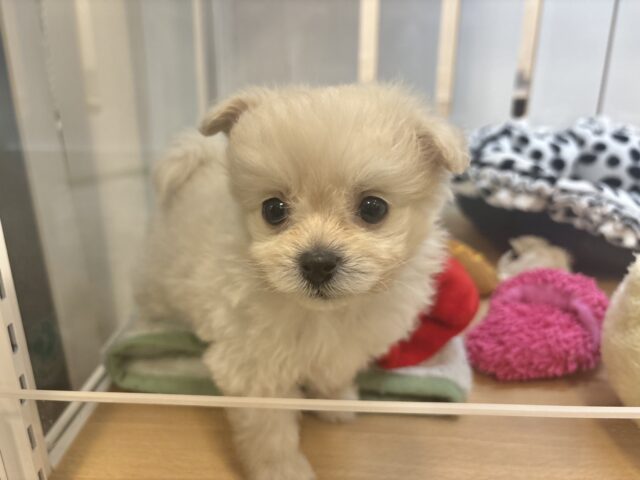 チワプー