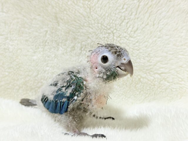 【最新画像・動画更新🪄】ツヤツヤキラキラ✨宝石みたいなわた毛ちゃん🐣💎💫ウロコインコ(バイオレット) ヒナ ホオミドリウロコインコ