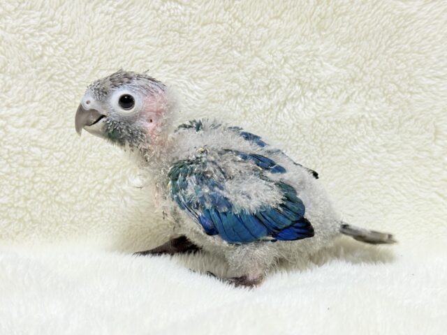 【最新画像・動画更新🪄】ツヤツヤキラキラ✨宝石みたいなわた毛ちゃん🐣💎💫ウロコインコ(バイオレット) ヒナ ホオミドリウロコインコ