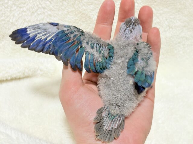 【最新画像・動画更新🪄】ツヤツヤキラキラ✨宝石みたいなわた毛ちゃん🐣💎💫ウロコインコ(バイオレット) ヒナ ホオミドリウロコインコ