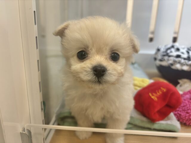 チワプー