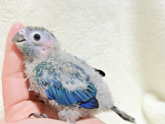 【最新画像・動画更新🪄】ツヤツヤキラキラ✨宝石みたいなわた毛ちゃん🐣💎💫ウロコインコ(バイオレット) ヒナ ホオミドリウロコインコ