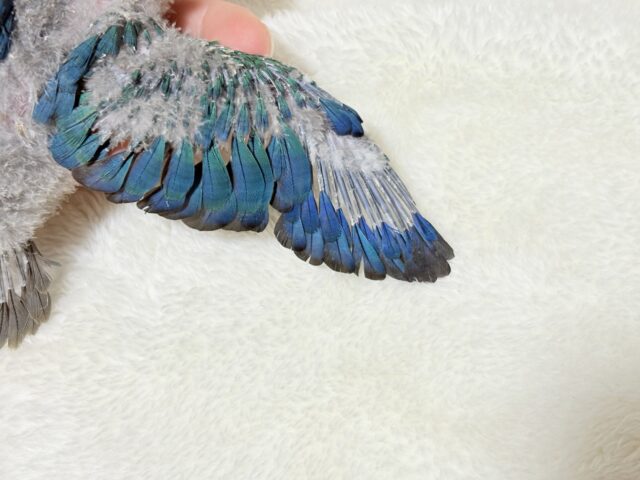 【最新画像・動画更新🪄】ツヤツヤキラキラ✨宝石みたいなわた毛ちゃん🐣💎💫ウロコインコ(バイオレット) ヒナ ホオミドリウロコインコ