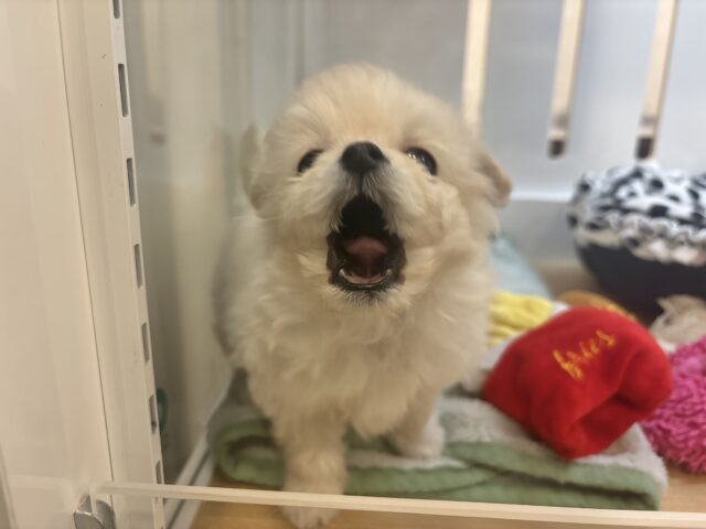 チワプー