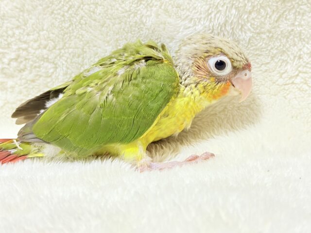 【最新画像更新🪄ひとり餌になりました☆】南国育ちのフレッシュ果実🐣🍍💖ウロコインコ(パイナップル) ヒナ ホオミドリウロコインコ