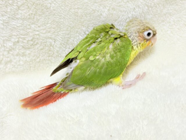 【最新画像更新🪄ひとり餌になりました☆】南国育ちのフレッシュ果実🐣🍍💖ウロコインコ(パイナップル) ヒナ ホオミドリウロコインコ