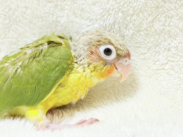 【最新画像更新🪄ひとり餌になりました☆】南国育ちのフレッシュ果実🐣🍍💖ウロコインコ(パイナップル) ヒナ ホオミドリウロコインコ