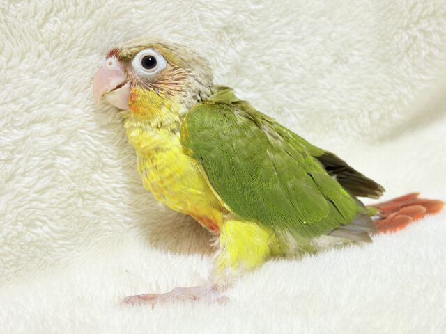 【最新画像更新🪄ひとり餌になりました☆】南国育ちのフレッシュ果実🐣🍍💖ウロコインコ(パイナップル) ヒナ ホオミドリウロコインコ