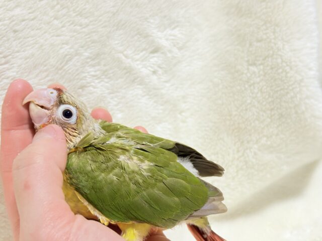 【最新画像更新🪄ひとり餌になりました☆】南国育ちのフレッシュ果実🐣🍍💖ウロコインコ(パイナップル) ヒナ ホオミドリウロコインコ