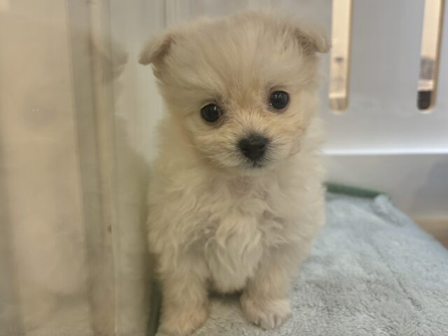 チワプー