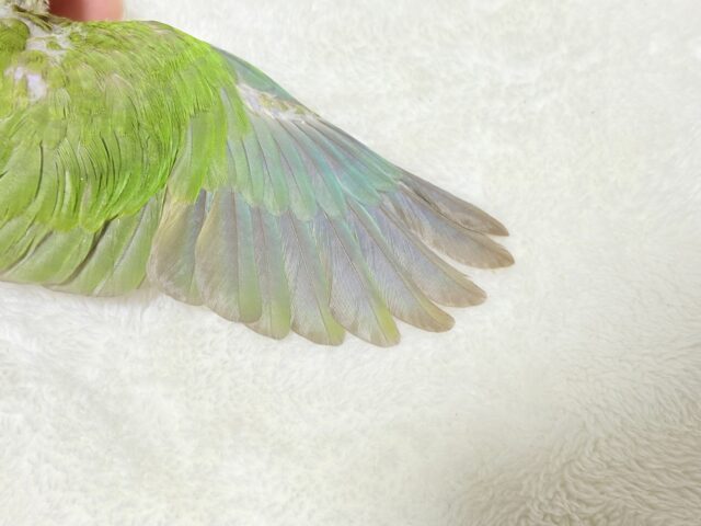 【最新画像更新🪄ひとり餌になりました☆】南国育ちのフレッシュ果実🐣🍍💖ウロコインコ(パイナップル) ヒナ ホオミドリウロコインコ