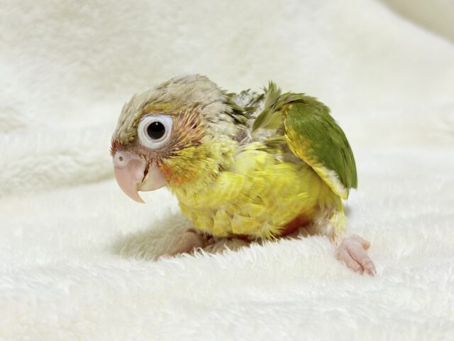 【最新画像更新🪄ひとり餌になりました☆】南国育ちのフレッシュ果実🐣🍍💖ウロコインコ(パイナップル) ヒナ ホオミドリウロコインコ