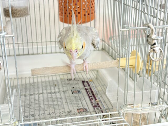 オカメインコ