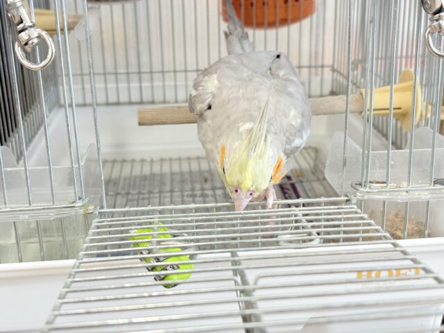 オカメインコ