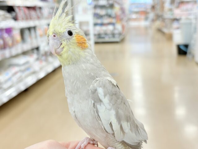 オカメインコ