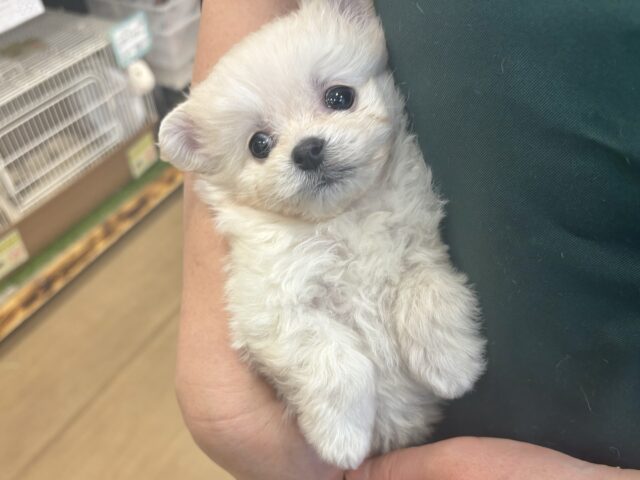 チワプー