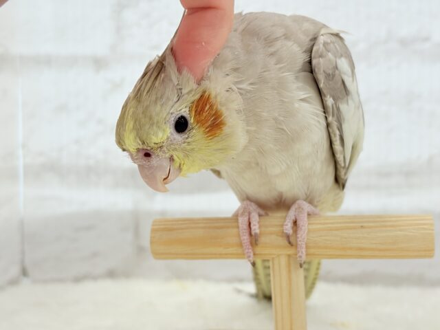 オカメインコ