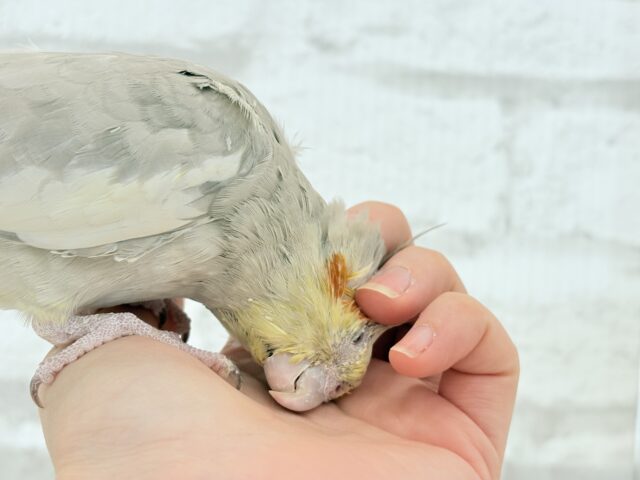 オカメインコ