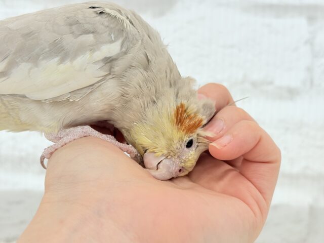 オカメインコ