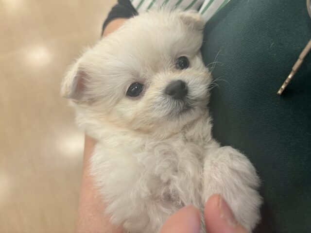 チワプー