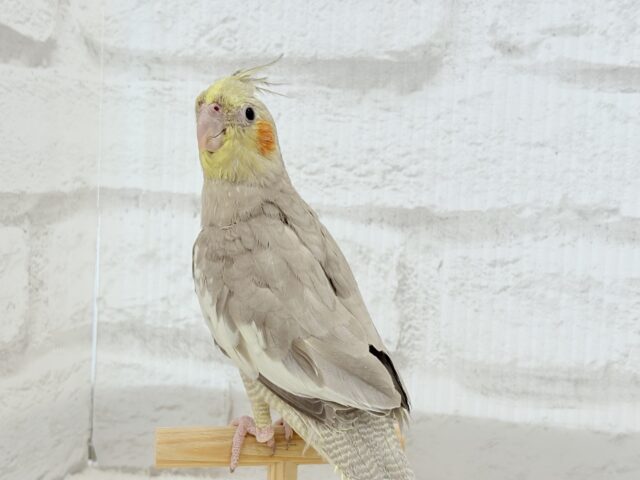 オカメインコ