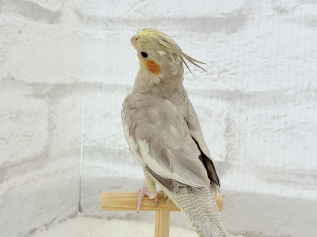 オカメインコ