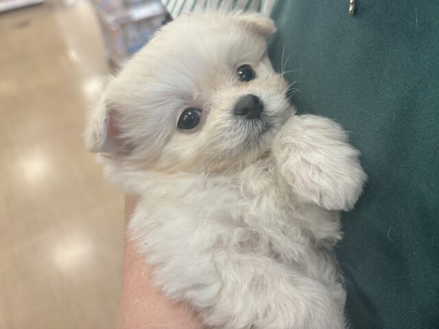 チワプー