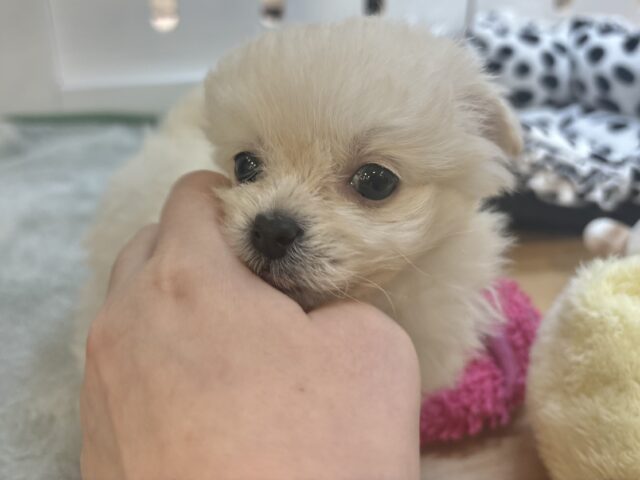 チワプー