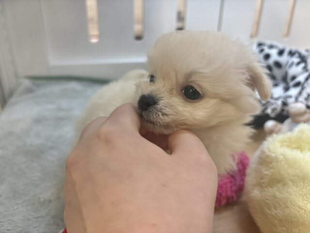 チワプー