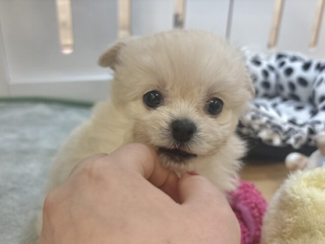 チワプー