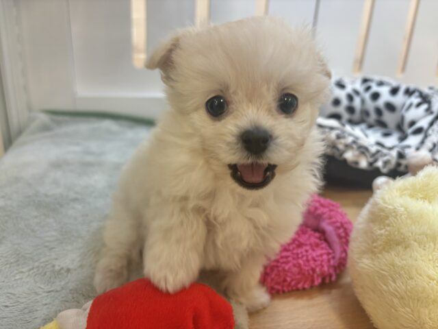 チワプー