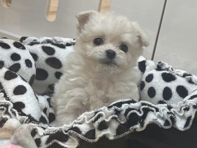 チワプー