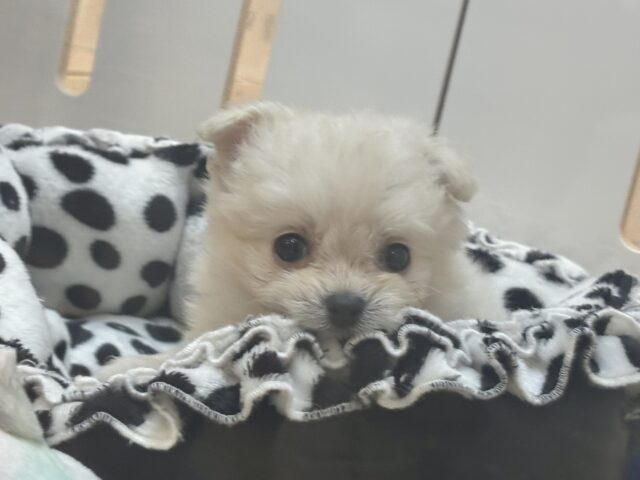 チワプー