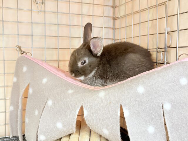 なでなでOK◎甘々チョコレート🐰🍫💖ネザーランドドワーフ(チョコレート) 男の子 ネザーランドドワーフ