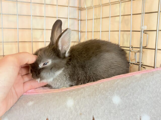 なでなでOK◎甘々チョコレート🐰🍫💖ネザーランドドワーフ(チョコレート) 男の子 ネザーランドドワーフ
