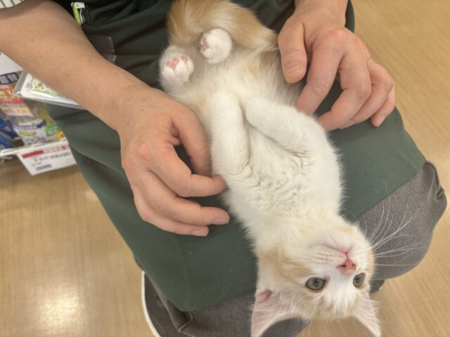 マンチカン