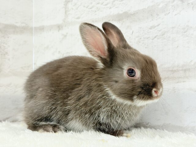なでなでOK◎甘々チョコレート🐰🍫💖ネザーランドドワーフ(チョコレート) 男の子 ネザーランドドワーフ