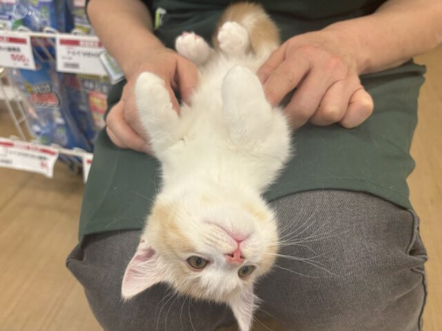 マンチカン