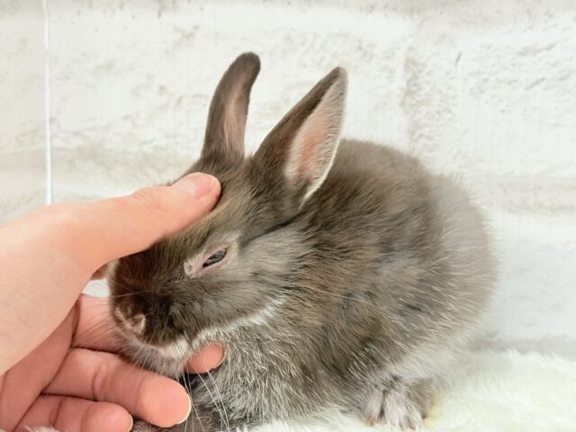 なでなでOK◎甘々チョコレート🐰🍫💖ネザーランドドワーフ(チョコレート) 男の子 ネザーランドドワーフ